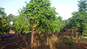 午夜免费电影園紅豆杉