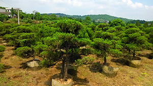 午夜免费电影園造型柏樹