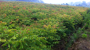 午夜免费电影園欒樹