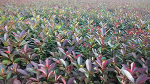 午夜免费电影山莊苗木基地紅繼木小苗