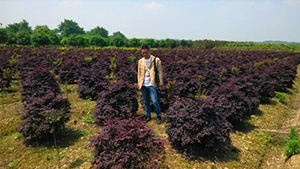 午夜免费电影山莊苗木基地紅繼木球