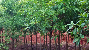 午夜免费电影山莊苗木基地杜英