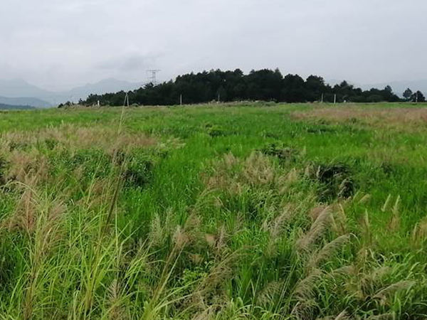 礦區汙染場地生態午夜天堂网