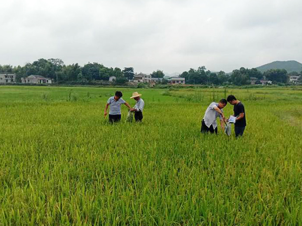 重金屬汙染耕地午夜天堂网