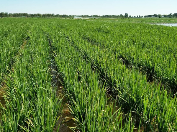 鹽堿地生態午夜天堂网