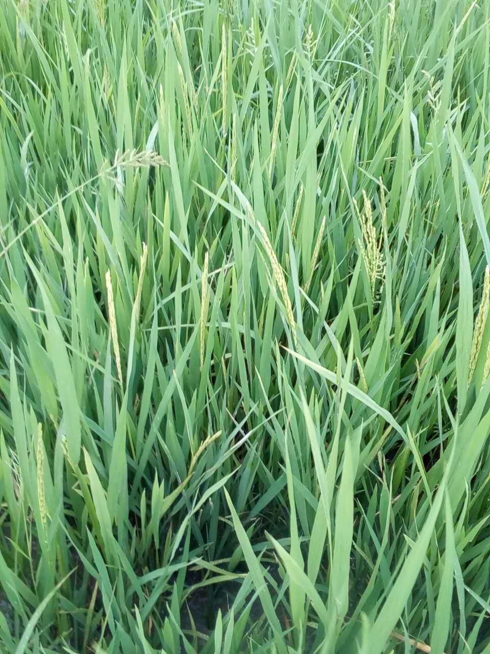 2017年度長沙縣重金屬汙染耕地午夜天堂网治理試點第三方治理采購項目