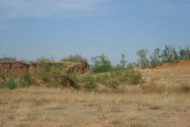 常寧萬畝荒山廢山生態午夜天堂网產業化新模式——萬畝油茶基地
